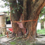 06-1367832119-peepal-tree-6
