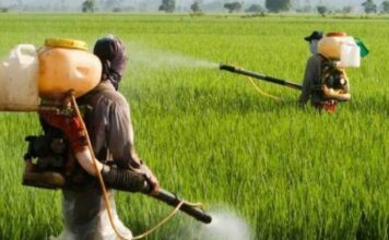 धान की फसल में किसान नमक का क्यूं करते है छिड़काव, इससे धान की फसल को होगा क्या फायदा और नुकसान