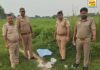 जनपद रायबरेली के बछरांवां क्षेत्र में दबिश के दौरान 36 लीटर शराब व 150 किलो लहन बरामद