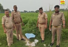 जनपद रायबरेली के बछरांवां क्षेत्र में दबिश के दौरान 36 लीटर शराब व 150 किलो लहन बरामद