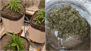 ganja
