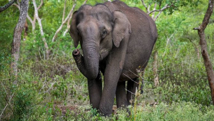 hathi