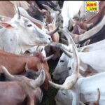 रायबरेली में गोवंश संरक्षण को मिल रही नई दिशा, 87 गो आश्रय स्थलों में 37,446 गोवंश संरक्षित