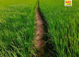 धान की फसल में पत्ती लपेटक एवं तना छेदक कीट के प्रकोप से बचाव हेतु किसानों को सलाह