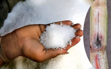 चीनी के दामों में अब थोड़ी गिरावट आने लगी
