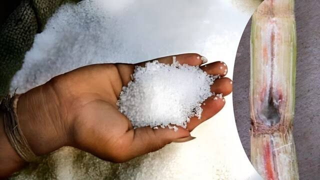 sugar